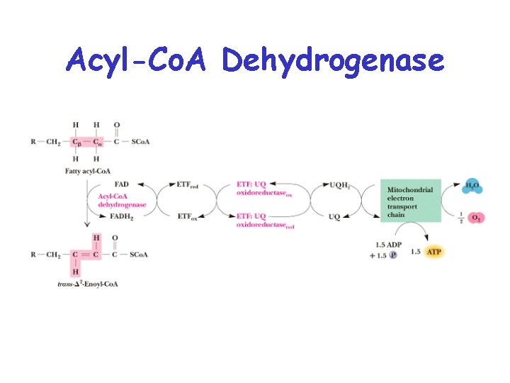 Acyl-Co. A Dehydrogenase 