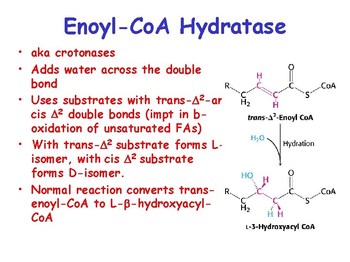 Enoyl-Co. A Hydratase • aka crotonases • Adds water across the double bond •