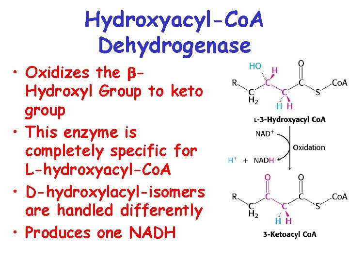 Hydroxyacyl-Co. A Dehydrogenase • Oxidizes the Hydroxyl Group to keto group • This enzyme