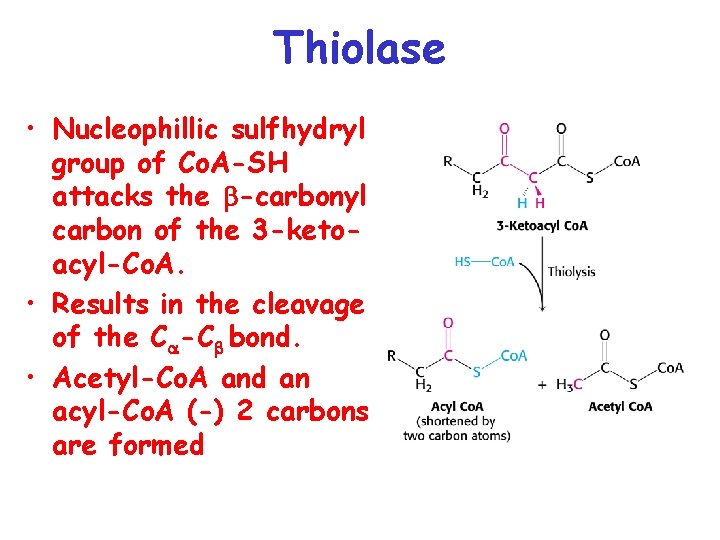 Thiolase • Nucleophillic sulfhydryl group of Co. A-SH attacks the -carbonyl carbon of the