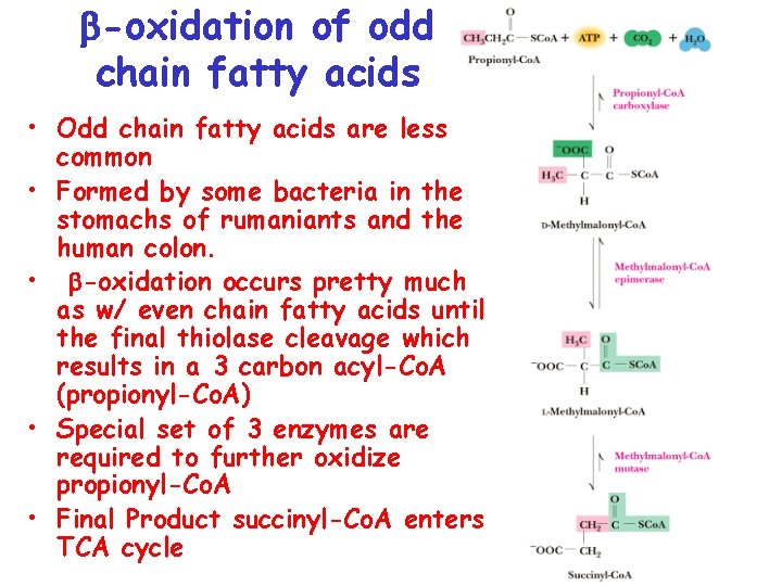  -oxidation of odd chain fatty acids • Odd chain fatty acids are less