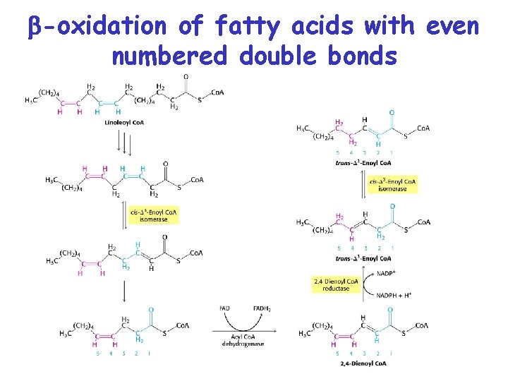  -oxidation of fatty acids with even numbered double bonds 