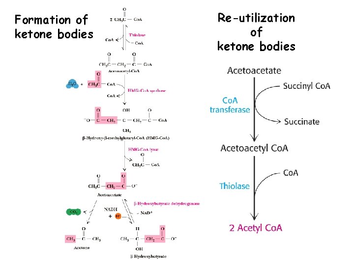 Formation of ketone bodies Re-utilization of ketone bodies 