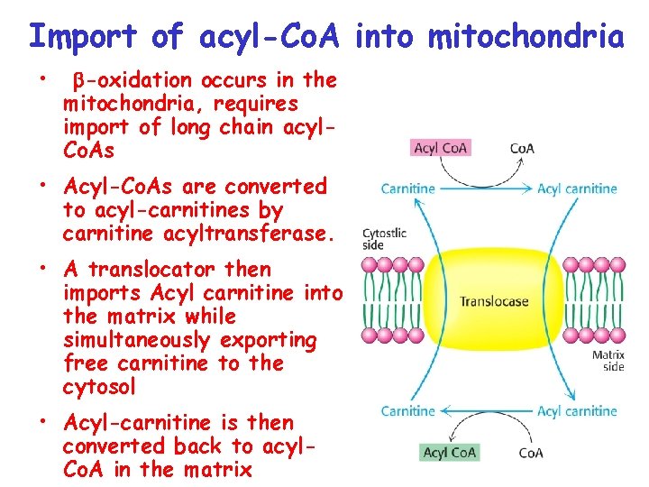 Import of acyl-Co. A into mitochondria • -oxidation occurs in the mitochondria, requires import