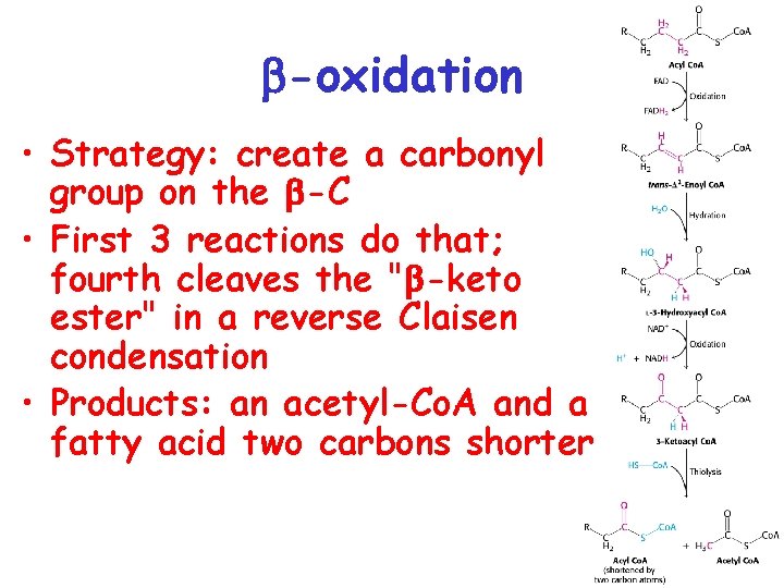  -oxidation • Strategy: create a carbonyl group on the -C • First 3