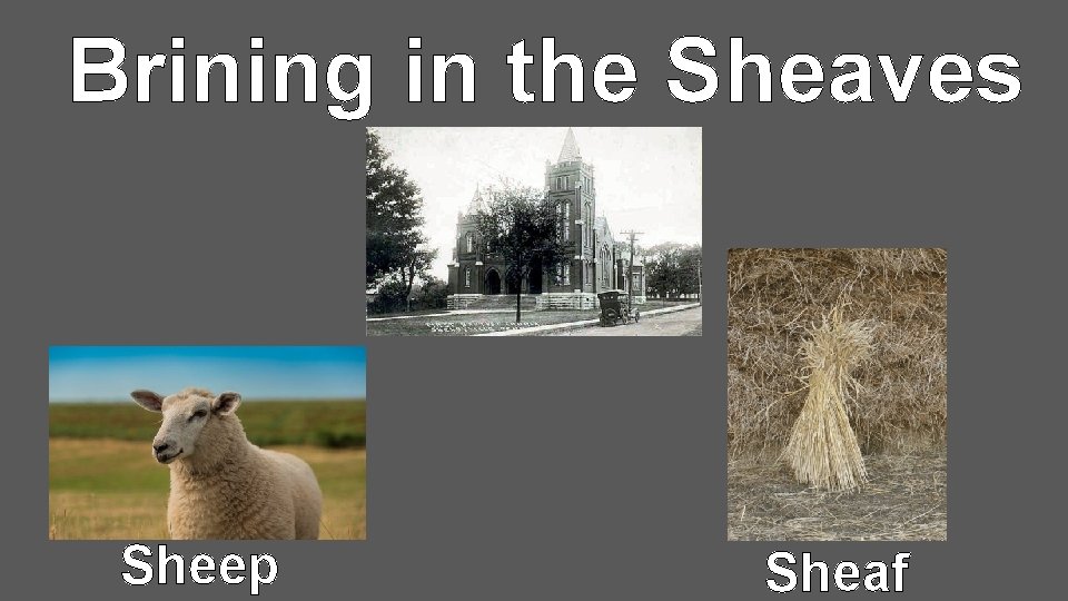 Brining in the Sheaves Sheep Sheaf 