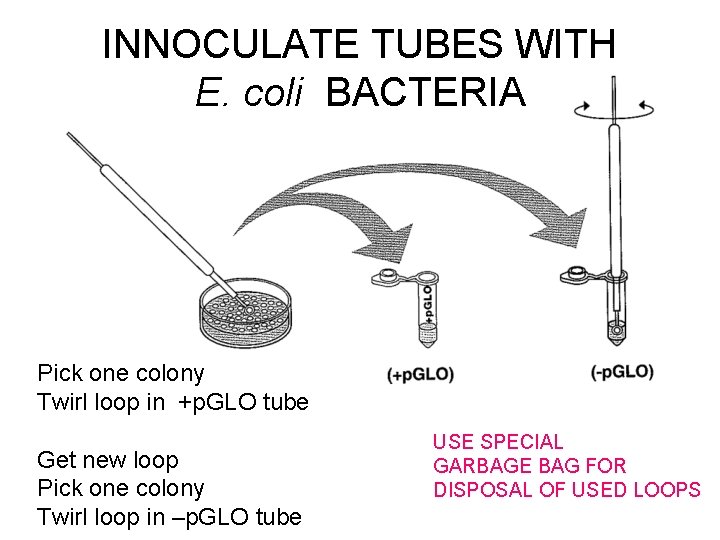 INNOCULATE TUBES WITH E. coli BACTERIA Pick one colony Twirl loop in +p. GLO