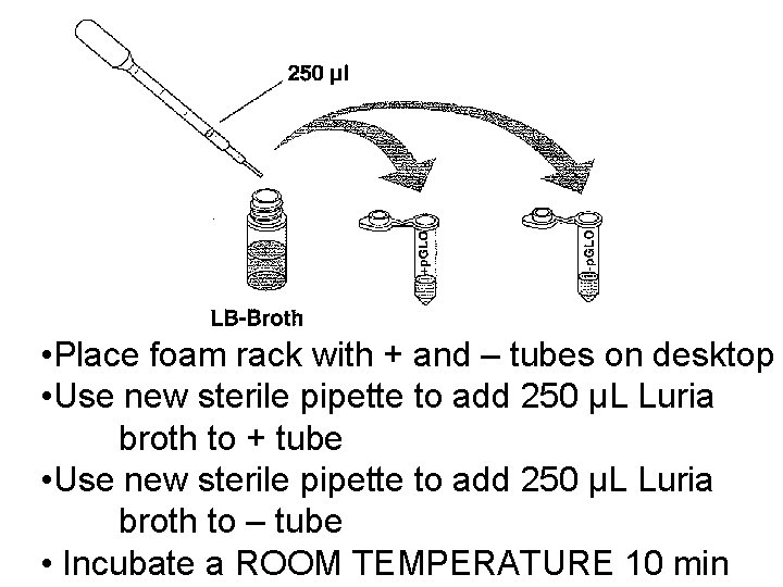  • Place foam rack with + and – tubes on desktop • Use