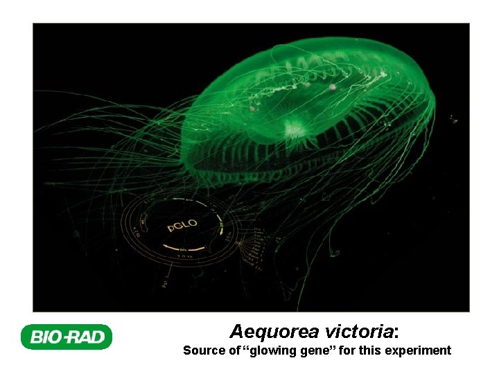 Aequorea victoria: Source of “glowing gene” for this experiment 