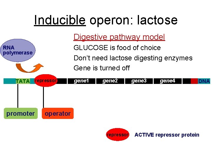 Inducible operon: lactose Digestive pathway model GLUCOSE is food of choice Don’t need lactose