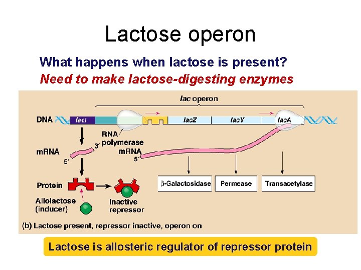 Lactose operon What happens when lactose is present? Need to make lactose-digesting enzymes Lactose