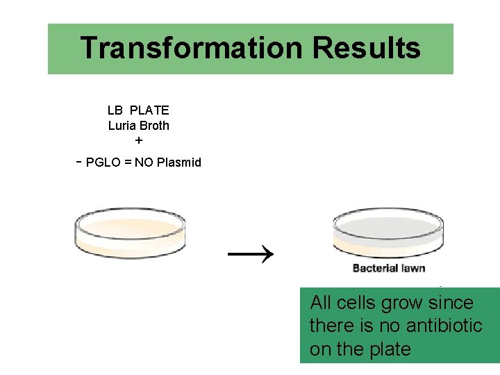 Transformation Results LB PLATE Luria Broth + - PGLO = NO Plasmid → All