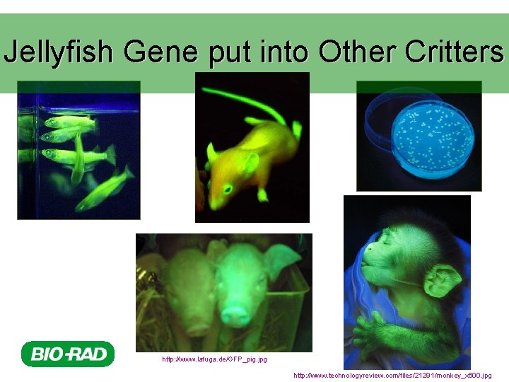 Jellyfish Gene put into Other Critters http: //www. lafuga. de/GFP_pig. jpg http: //www. technologyreview.