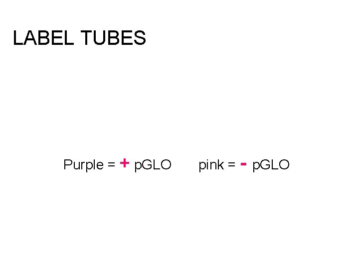 LABEL TUBES Purple = + p. GLO pink = - p. GLO 