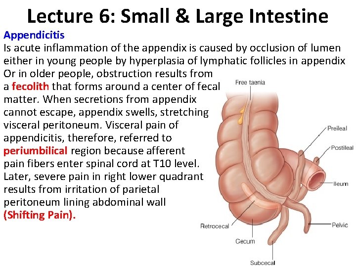 Lecture 6: Small & Large Intestine Appendicitis Is acute inflammation of the appendix is