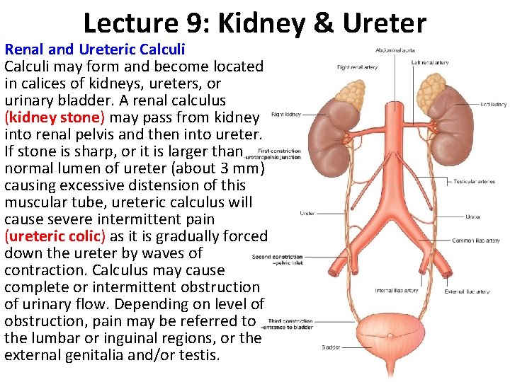 Lecture 9: Kidney & Ureter Renal and Ureteric Calculi may form and become located