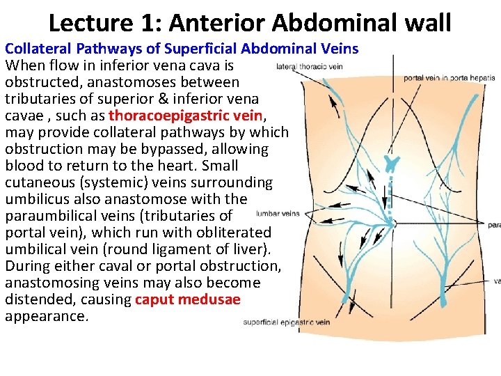 Lecture 1: Anterior Abdominal wall Collateral Pathways of Superficial Abdominal Veins When flow in