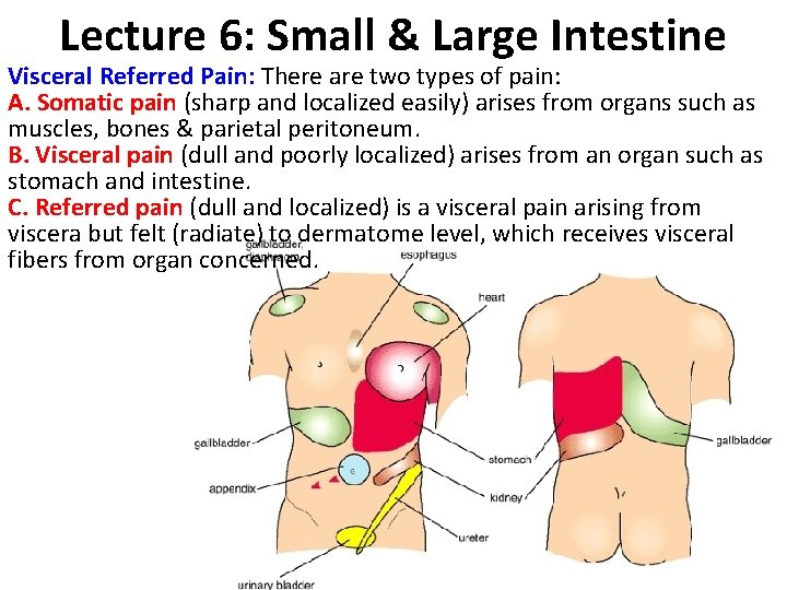 Lecture 6: Small & Large Intestine Visceral Referred Pain: There are two types of