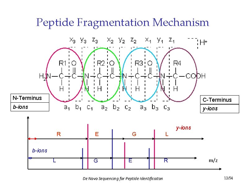 Peptide Fragmentation Mechanism N-Terminus C-Terminus b-ions y-ions R E G L b-ions L G