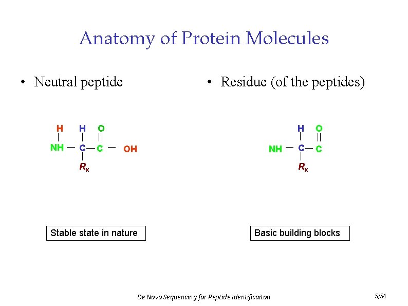 Anatomy of Protein Molecules • Residue (of the peptides) • Neutral peptide H H