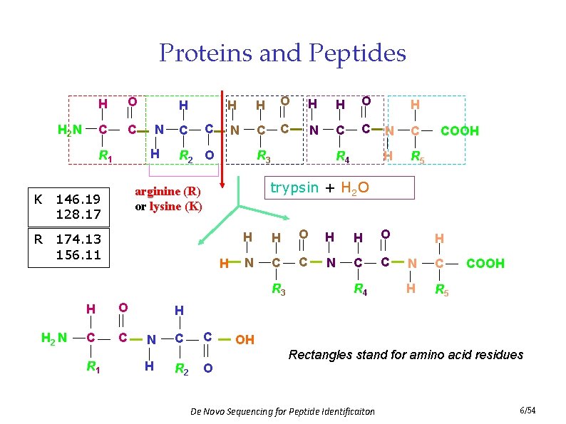 Proteins and Peptides H 2 N H O C C 146. 19 128. 17