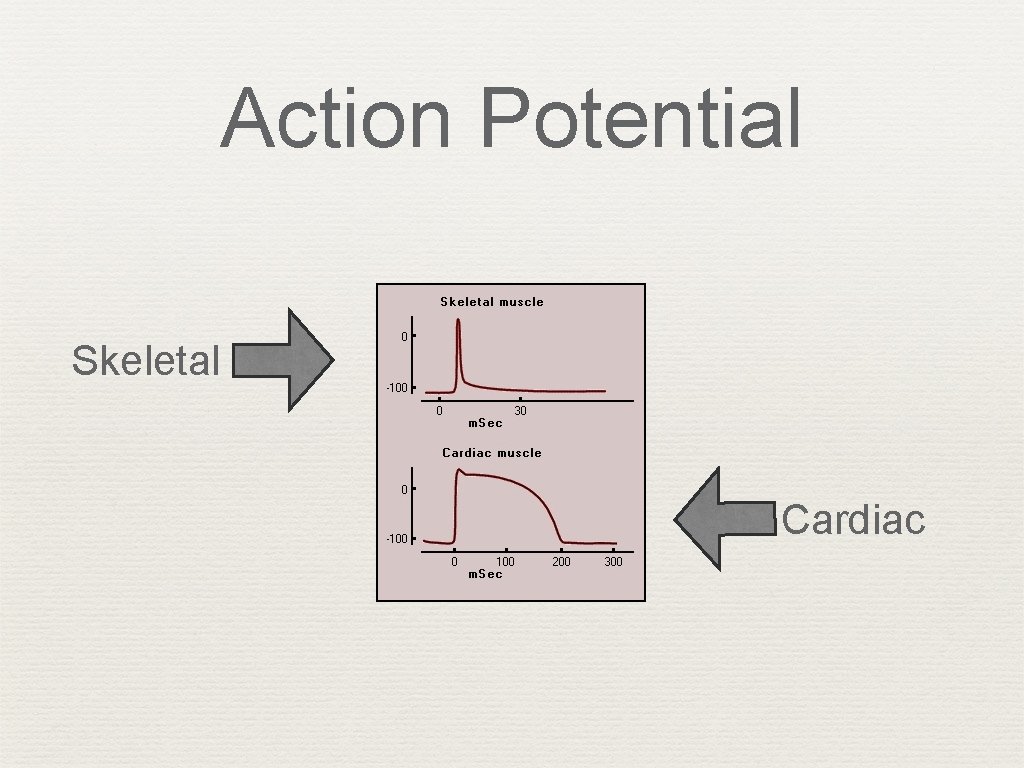 Action Potential Skeletal Cardiac 