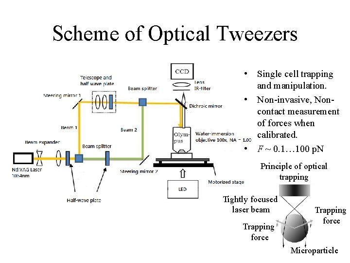 Scheme of Optical Tweezers • Single cell trapping and manipulation. • Non-invasive, Noncontact measurement