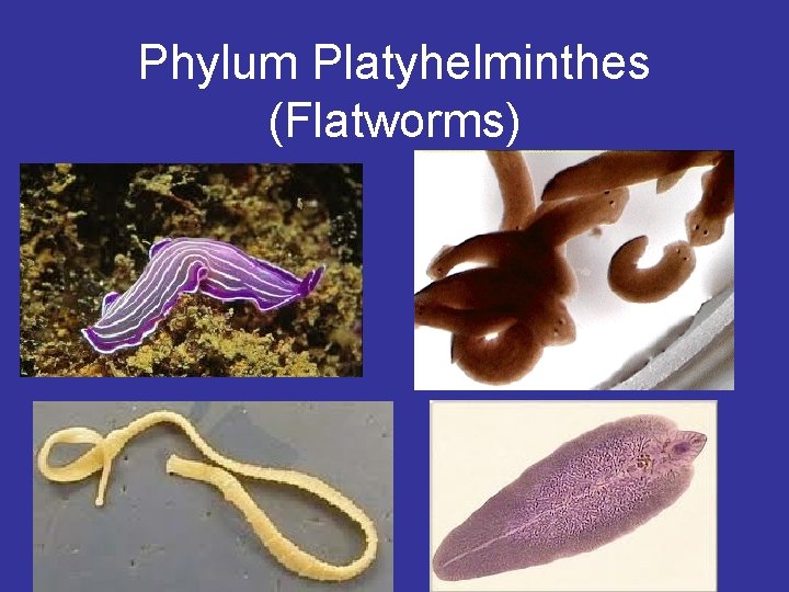 acoelomates phylum platyhelminthes