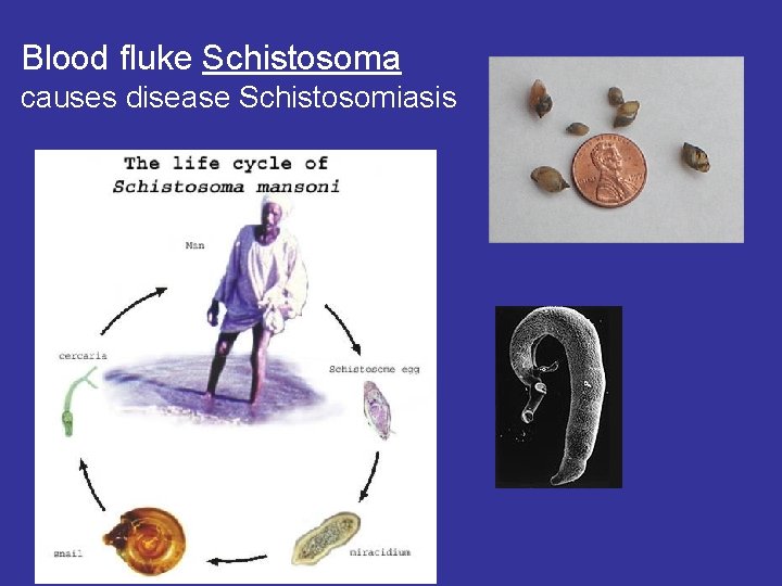 Blood fluke Schistosoma causes disease Schistosomiasis Blood fluke Schistosoma causes disease Schistosomiasis