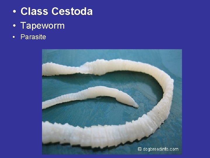 • Class Cestoda • Tapeworm • Parasite • Class Cestoda • Tapeworm • Parasite