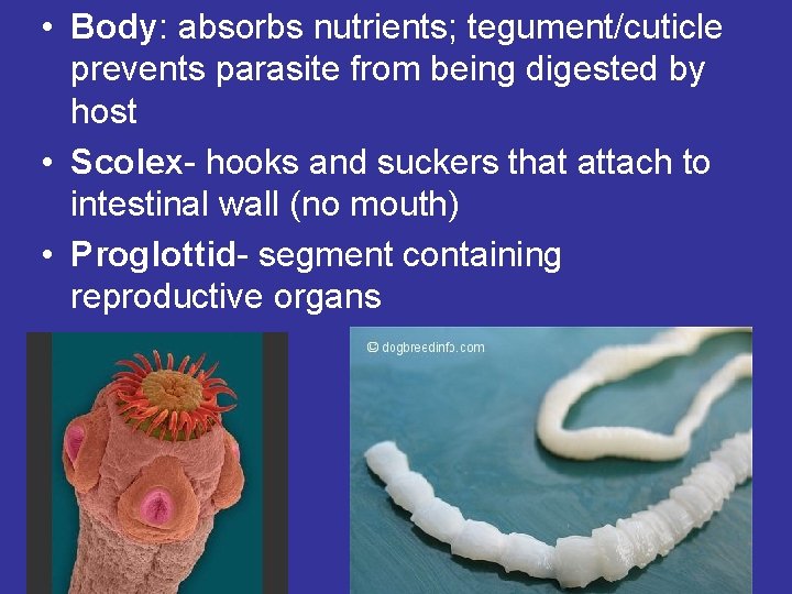 • Body: absorbs nutrients; tegument/cuticle prevents parasite from being digested by host • • Body: absorbs nutrients; tegument/cuticle prevents parasite from being digested by host •