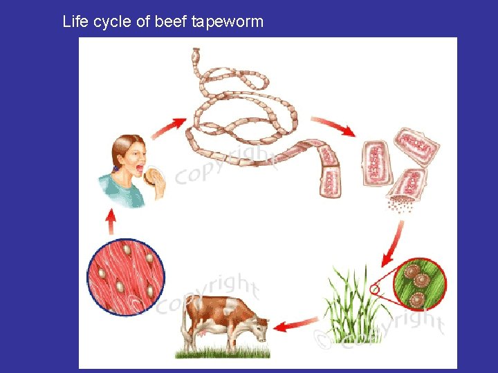 Life cycle of beef tapeworm Life cycle of beef tapeworm