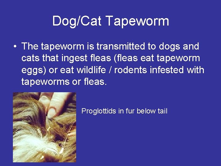 Dog/Cat Tapeworm • The tapeworm is transmitted to dogs and cats that ingest fleas Dog/Cat Tapeworm • The tapeworm is transmitted to dogs and cats that ingest fleas