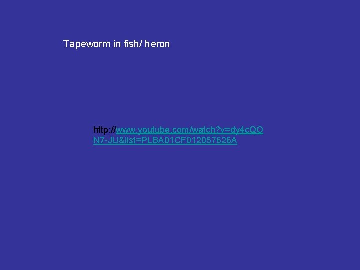 Tapeworm in fish/ heron http: //www. youtube. com/watch? v=dy 4 c. QO N 7 Tapeworm in fish/ heron http: //www. youtube. com/watch? v=dy 4 c. QO N 7
