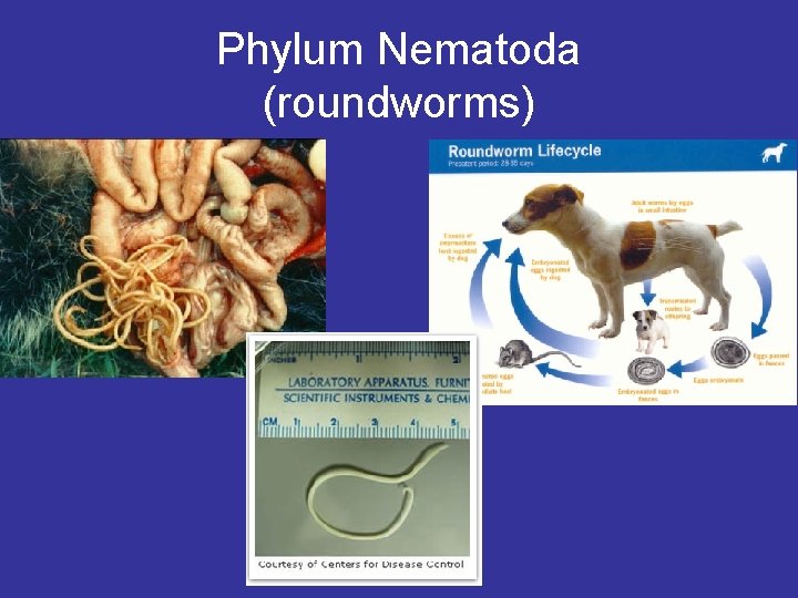 Phylum Nematoda (roundworms) Phylum Nematoda (roundworms)