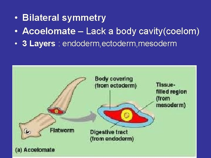 • Bilateral symmetry • Acoelomate – Lack a body cavity(coelom) • 3 Layers • Bilateral symmetry • Acoelomate – Lack a body cavity(coelom) • 3 Layers
