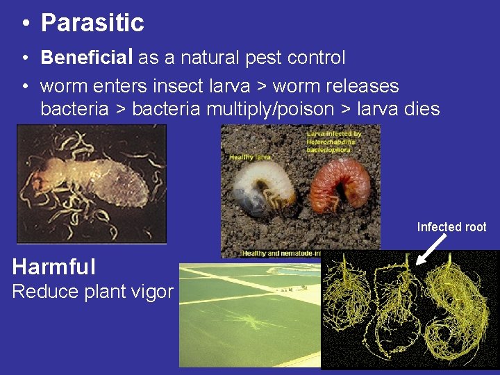 • Parasitic • Beneficial as a natural pest control • worm enters insect • Parasitic • Beneficial as a natural pest control • worm enters insect