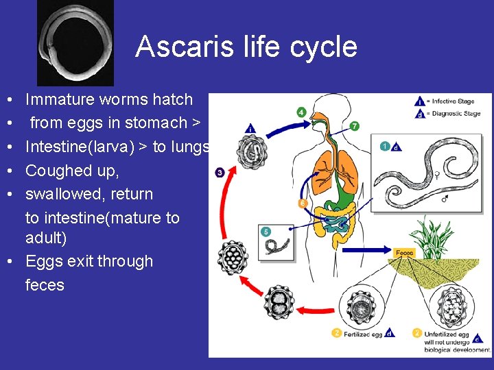 Ascaris life cycle • • • Immature worms hatch from eggs in stomach > Ascaris life cycle • • • Immature worms hatch from eggs in stomach >