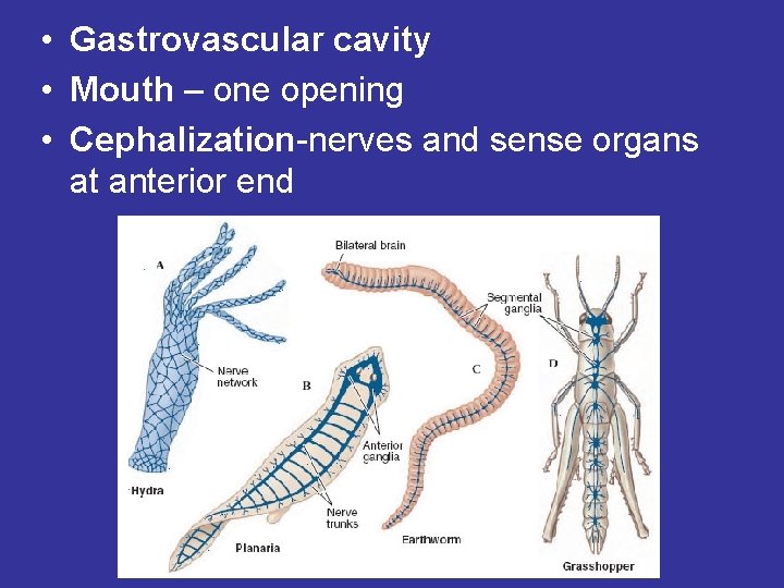 • Gastrovascular cavity • Mouth – one opening • Cephalization-nerves and sense organs • Gastrovascular cavity • Mouth – one opening • Cephalization-nerves and sense organs