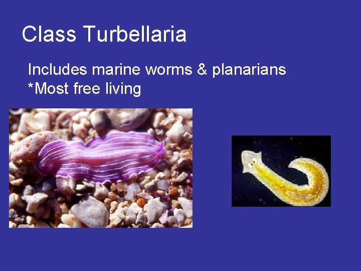 Class Turbellaria Includes marine worms & planarians *Most free living Class Turbellaria Includes marine worms & planarians *Most free living