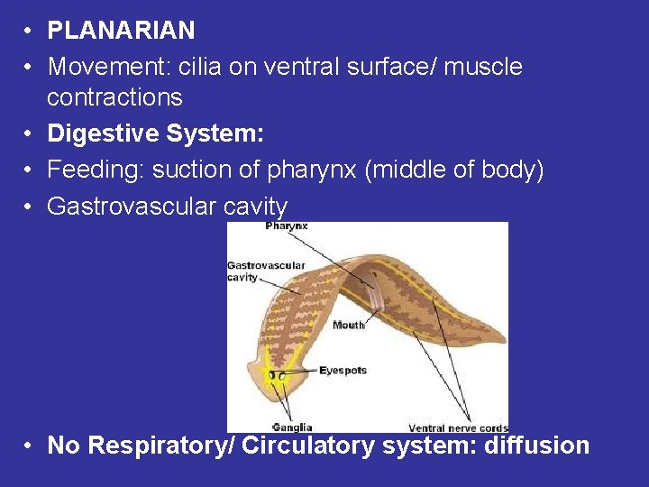 • PLANARIAN • Movement: cilia on ventral surface/ muscle contractions • Digestive System: • PLANARIAN • Movement: cilia on ventral surface/ muscle contractions • Digestive System:
