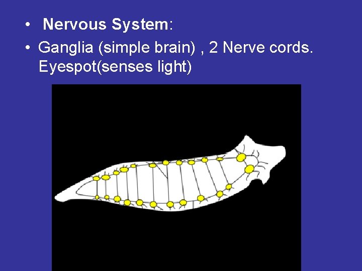 • Nervous System: • Ganglia (simple brain) , 2 Nerve cords. Eyespot(senses light) • Nervous System: • Ganglia (simple brain) , 2 Nerve cords. Eyespot(senses light)