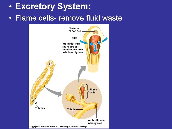 • Excretory System: • Flame cells- remove fluid waste • Excretory System: • Flame cells- remove fluid waste