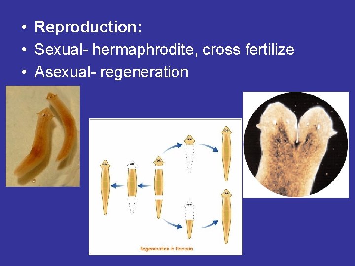 • Reproduction: • Sexual- hermaphrodite, cross fertilize • Asexual- regeneration • Reproduction: • Sexual- hermaphrodite, cross fertilize • Asexual- regeneration