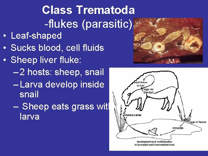 Class Trematoda -flukes (parasitic) • Leaf-shaped • Sucks blood, cell fluids • Sheep liver Class Trematoda -flukes (parasitic) • Leaf-shaped • Sucks blood, cell fluids • Sheep liver