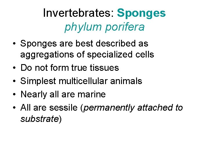 Invertebrates: Sponges phylum porifera • Sponges are best described as aggregations of specialized cells