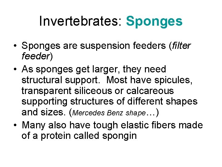 Invertebrates: Sponges • Sponges are suspension feeders (filter feeder) • As sponges get larger,