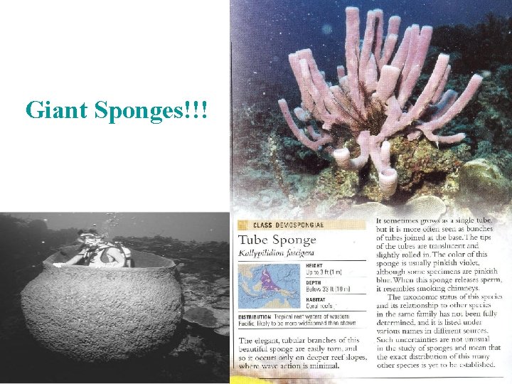 Giant Sponges!!! 