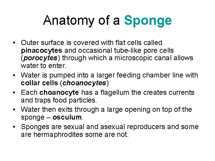 Anatomy of a Sponge • Outer surface is covered with flat cells called pinacocytes