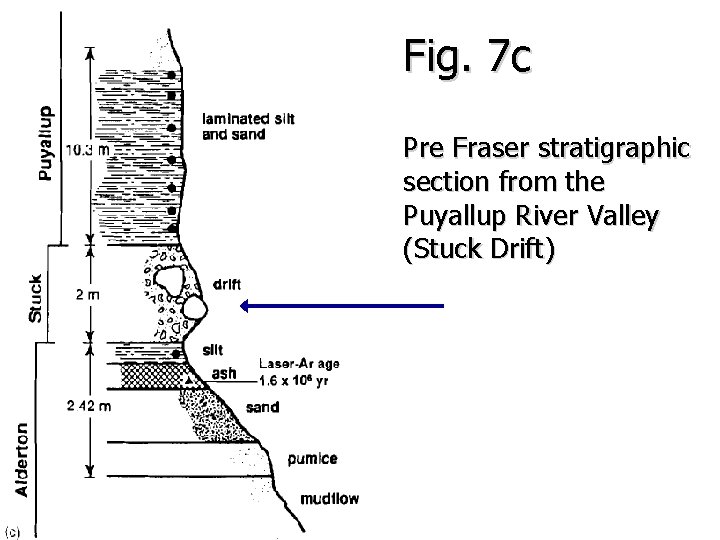 Fig. 7 c Pre Fraser stratigraphic section from the Puyallup River Valley (Stuck Drift)